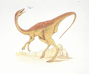 <b class=qtipBold><figcaption>Illustration of Struthiomimus</figcaption></b><br>Palaeozoology - Cretaceous period - Dinosaurs - Struthiomimus - Art work<br><em>© DEA PICTURE LIBRARY</em> Illustration of Struthiomimus