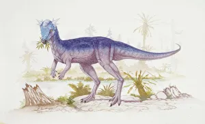 <b class=qtipBold><figcaption>Illustration of Stygimoloch</figcaption></b><br>Palaeozoology - Cretaceous period - Dinosaurs - Stygimoloch - Art work<br><em>© DEA PICTURE LIBRARY</em> Illustration of Stygimoloch