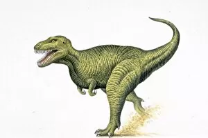 Illustration of Tirannosaurus Rex