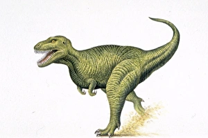 Illustration of Tirannosaurus Rex Illustration of Tirannosaurus Rex