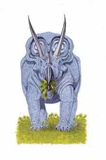 <b class=qtipBold><figcaption>Illustration of Torosaurus</figcaption></b><br>Palaeozoology - Cretaceous period - Dinosaurs - Torosaurus - Art work<br><em>© DEA PICTURE LIBRARY</em> Illustration of Torosaurus