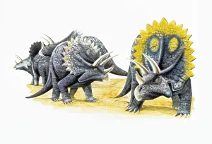 <b class=qtipBold><figcaption>Illustration of Triceratops</figcaption></b><br>Palaeozoology - Upper Cretaceous period - Dinosaurs - Triceratops - Art work<br><em>© DEA PICTURE LIBRARY</em> Illustration of Triceratops