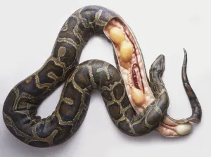 Burmese Python Prints: Burmese Python Laying Eggs Cross-Section Print
