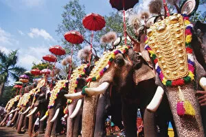 Festivals Gallery: India, Kerala, row of elephants decorated with golden headdress and umbrella for the Pooram Festival