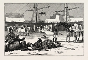 Our Indian Contingent - Landing Troop Horses Of The Ninth Bengal Cavalry At Malta Our Indian Contingent - Landing Troop Horses Of The Ninth Bengal Cavalry At Malta