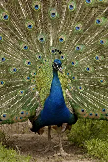 Indian Peafowl (Pavo cristatus), peacock displaying magnificent feathers Indian Peafowl (Pavo cristatus), peacock displaying magnificent feathers