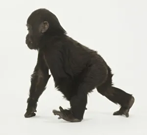 Infant Gorilla on all fours, walking forward, toes splayed, knuckles on floor Infant Gorilla on all fours, walking forward, toes splayed, knuckles on floor
