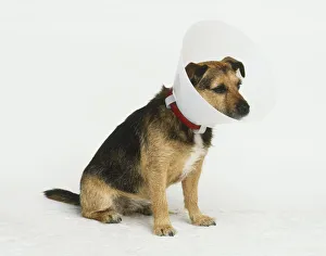 Injured dog wearing Elizabethan-style collar round neck Injured dog wearing Elizabethan-style collar round neck