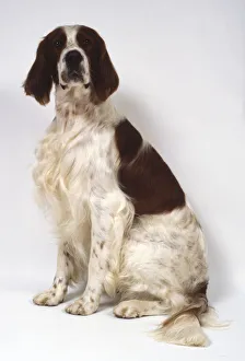 An Irish red-and-white setter with long feathery hair sits on its haunches An Irish red-and-white setter with long feathery hair sits on its haunches
