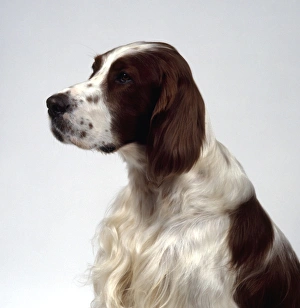 Irish Red And White Setter, headshot Irish Red And White Setter, headshot