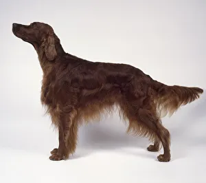 Irish Setter dog, standing, side view Irish Setter dog, standing, side view