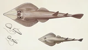 ishes: Rajiformes, (skates and rays), Common guitarfish ( Rhinobatos rhinobatos ishes: Rajiformes, (skates and rays), Common guitarfish ( Rhinobatos rhinobatos