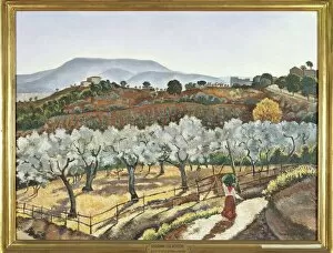 Images Dated 16th March 2014: Italy, Florence, Olive grove outside the walls of Anagni, 1927