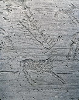 Italy, Lombardy region, Capo di Ponte, Camonica valley, Brescia province, National park of stone carvings of Naquane, Prehistoric Camunian rock engravings, rock 1, detail, figure of deer