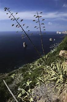 Italy, Sardinia, Carbonia-Iglesias province, vegetation at coast near Masua Italy, Sardinia, Carbonia-Iglesias province, vegetation at coast near Masua