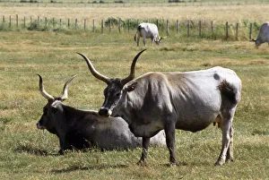 Italy, Tuscany, white Maremma cattle with long horns and udder visible Italy, Tuscany, white Maremma cattle with long horns and udder visible