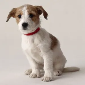 Jack Russell, white and sand coloured puppy with a red collar sitting down Jack Russell, white and sand coloured puppy with a red collar sitting down