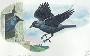 Jackdaws Corvus monedula, illustration