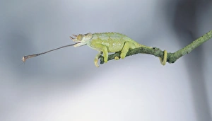 A Jacksons chameleon (Chamaeleo jacksonii) with its tongue sticking out A Jacksons chameleon (Chamaeleo jacksonii) with its tongue sticking out