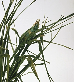 Jacksons Chameleon (Chamaeleo jacksonii) amongst leaves, side view Jacksons Chameleon (Chamaeleo jacksonii) amongst leaves, side view