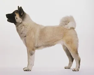 Japanese Akita (Canis familiaris) standing, side view Japanese Akita (Canis familiaris) standing, side view