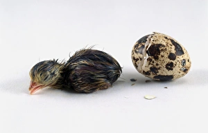 Japanese quail (Coturnix japonica) hatchling next to broken egg shell Japanese quail (Coturnix japonica) hatchling next to broken egg shell