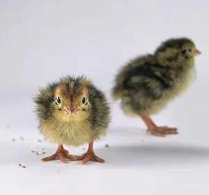 Japanese quail (Coturnix Japonica) chicks, one facing forward, the other in the background, facing away Japanese quail (Coturnix Japonica) chicks, one facing forward, the other in the background, facing away