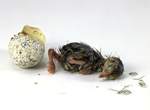 Japanese quail (Coturnix japonica) hatched from egg, side view
