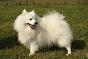 Japanese Spitz dog standing on grass, looking over shoulder Japanese Spitz dog standing on grass, looking over shoulder