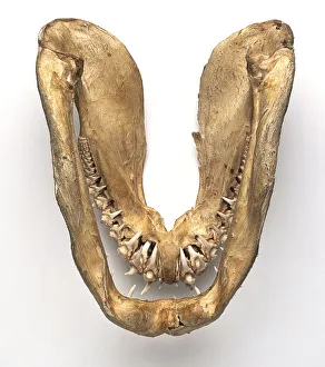 Jaws and teeth of Sand tiger shark (Carcharias taurus), close-up Jaws and teeth of Sand tiger shark (Carcharias taurus), close-up