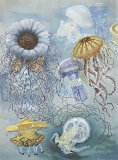 <b class=qtipBold><figcaption>Jellyfish, illustration</figcaption></b><br>Jellyfish, illustration Zoology, Scyphozoa, Semaeostomeae<br><em>© DEA PICTURE LIBRARY</em> Jellyfish, illustration