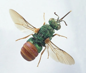 Jewel Wasp or Emerald Cockroach Wasp (Ampulex compressa) Jewel Wasp or Emerald Cockroach Wasp (Ampulex compressa)