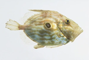 John Dory fish (Zeus faber), side view John Dory fish (Zeus faber), side view