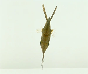 John Dory fish (Zeus faber), front view John Dory fish (Zeus faber), front view