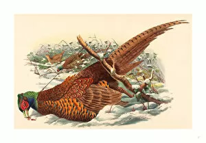 John Gould And W. Hart (british, Active 1851 1898 ), Phasianus Colchicus (ring-necked Pheasant), , colored Lithograph
