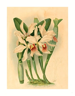 Joseph Mansell After Walter Hood Fitch (british, Active 19th Century ), Laelia Euspatha Joseph Mansell After Walter Hood Fitch (british, Active 19th Century ), Laelia Euspatha