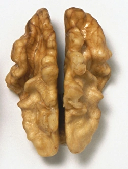 Jugland, Juglanis regia, Walnut, edible kernal in two halves Jugland, Juglanis regia, Walnut, edible kernal in two halves