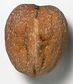 Jugland, Juglanis regia, Walnut, hard shell enclosing freshm creamy, white nut Jugland, Juglanis regia, Walnut, hard shell enclosing freshm creamy, white nut