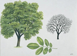 Juglandaceae - Persian or English walnut Juglans regia, illustration Juglandaceae - Persian or English walnut Juglans regia, illustration