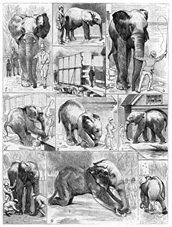 Jumbo the large African elephant sold by London Zoo in 1882 to the American showman Jumbo the large African elephant sold by London Zoo in 1882 to the American showman
