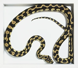 Jungle Carpet Python (Morelia spilota cheynei), black snake with beige patterns Jungle Carpet Python (Morelia spilota cheynei), black snake with beige patterns