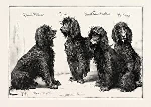 The Kennel Club Show At The Agricultural Hall: A Successful Family Of Irish Water-spaniels