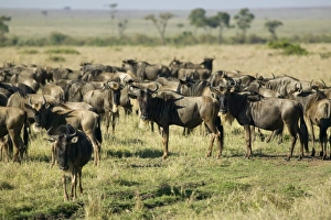 Kenya, Masai Mara National Reserve, herd of wildebeest in grassland Kenya, Masai Mara National Reserve, herd of wildebeest in grassland