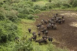 Mount Kenya National Park/Natural Forest Collection: Kenya, Mount Kenya National Park, herd of African buffalos (Syncerus caffer) at muddy watering hole