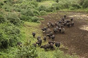 Kenya, Mount Kenya National Park, herd of African buffalos (Syncerus caffer Kenya, Mount Kenya National Park, herd of African buffalos (Syncerus caffer