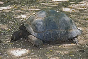 Kenya, Mtwapa, Kenya Marineland, tortoise Kenya, Mtwapa, Kenya Marineland, tortoise