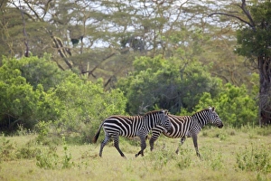 Kenya, Nyeri, Solio Game Reserve, pair of Burchell's zebras walking through grass Kenya, Nyeri, Solio Game Reserve, pair of Burchell's zebras walking through grass