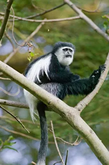 Kenya, Rift Valley, Lake Naivasha, a Colubus monkey (Colubus sp Kenya, Rift Valley, Lake Naivasha, a Colubus monkey (Colubus sp