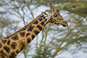 Kenya, Rift Valley, Lake Nakuru National Park, head of a Rothschilds giraffe Kenya, Rift Valley, Lake Nakuru National Park, head of a Rothschilds giraffe