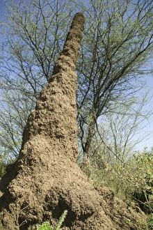 Lake Baringo Gallery: Kenya, Rift Valley, near Lake Baringo, termite mound, low angle view